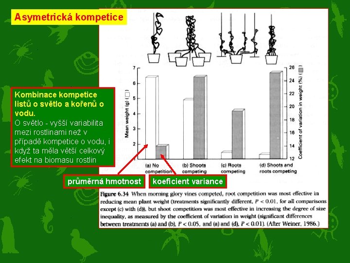 Asymetrická kompetice Kombinace kompetice listů o světlo a kořenů o vodu. O světlo -