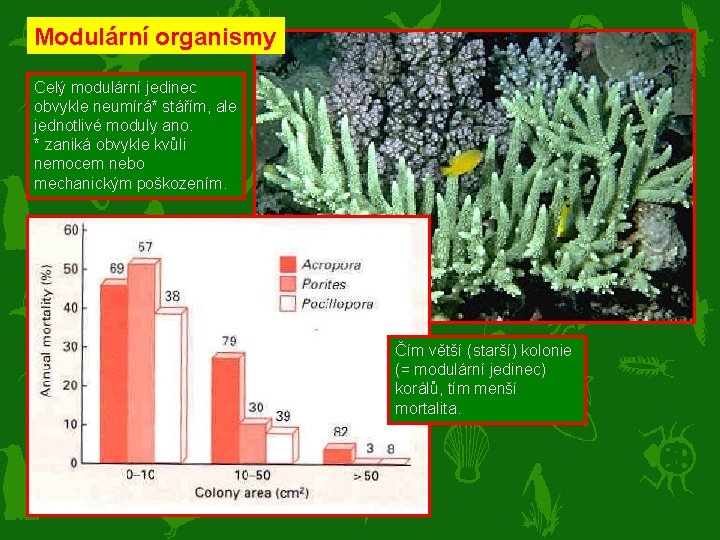 Modulární organismy Celý modulární jedinec obvykle neumírá* stářím, ale jednotlivé moduly ano. * zaniká