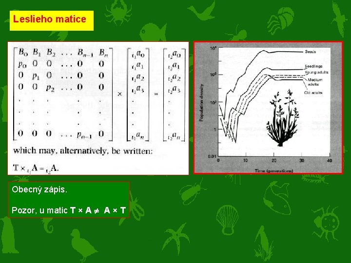 Leslieho matice Obecný zápis. Pozor, u matic T × A A × T 