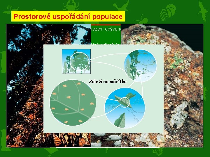 Prostorové uspořádání populace Distribuce – jako areál = územní vymezení obývané populací (podle habitatů)