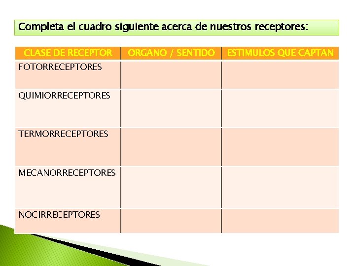 Completa el cuadro siguiente acerca de nuestros receptores: CLASE DE RECEPTOR FOTORRECEPTORES QUIMIORRECEPTORES TERMORRECEPTORES