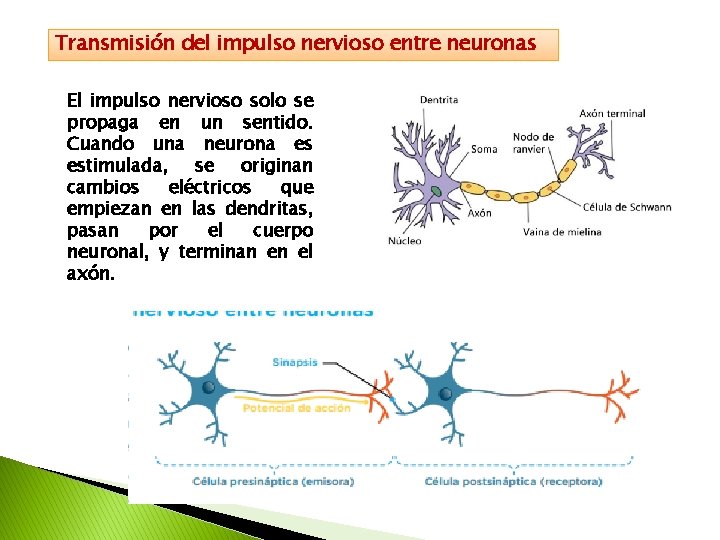 Transmisión del impulso nervioso entre neuronas El impulso nervioso solo se propaga en un