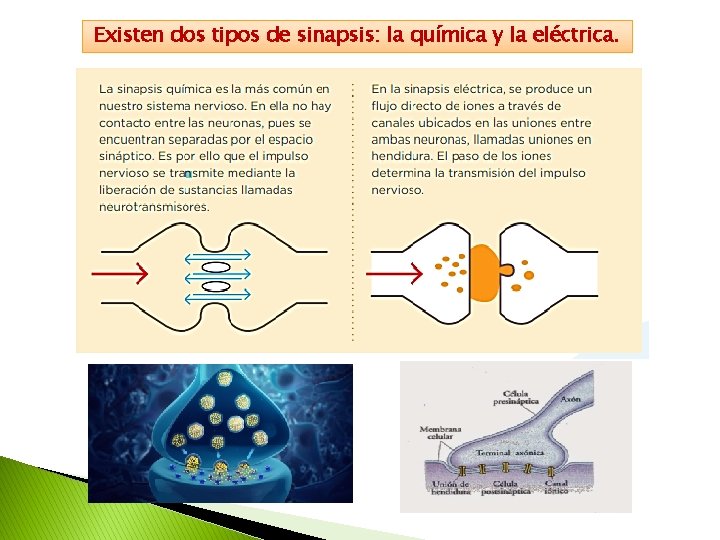 Existen dos tipos de sinapsis: la química y la eléctrica. 