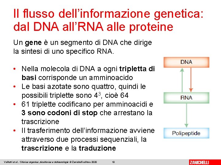 Il flusso dell’informazione genetica: dal DNA all’RNA alle proteine Un gene è un segmento