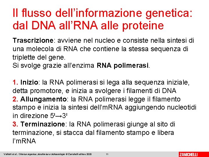Il flusso dell’informazione genetica: dal DNA all’RNA alle proteine Trascrizione: avviene nel nucleo e