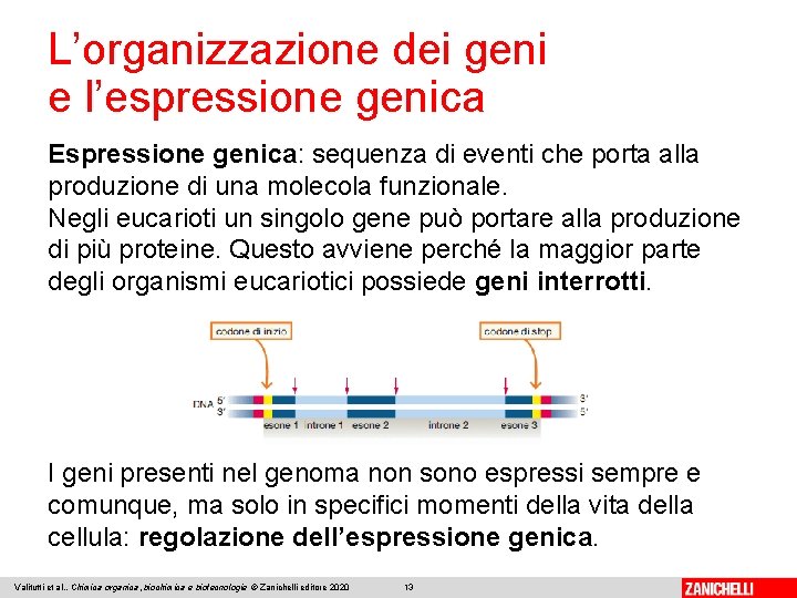 L’organizzazione dei geni e l’espressione genica Espressione genica: sequenza di eventi che porta alla