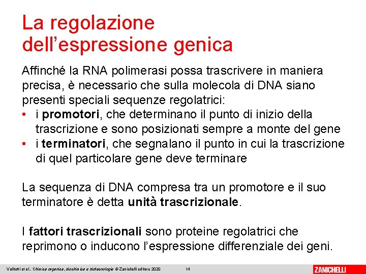 La regolazione dell’espressione genica Affinché la RNA polimerasi possa trascrivere in maniera precisa, è