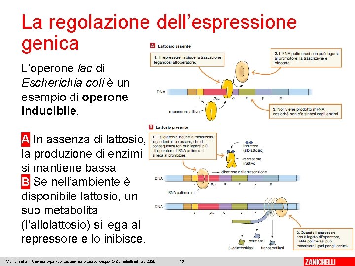 La regolazione dell’espressione genica L’operone lac di Escherichia coli è un esempio di operone