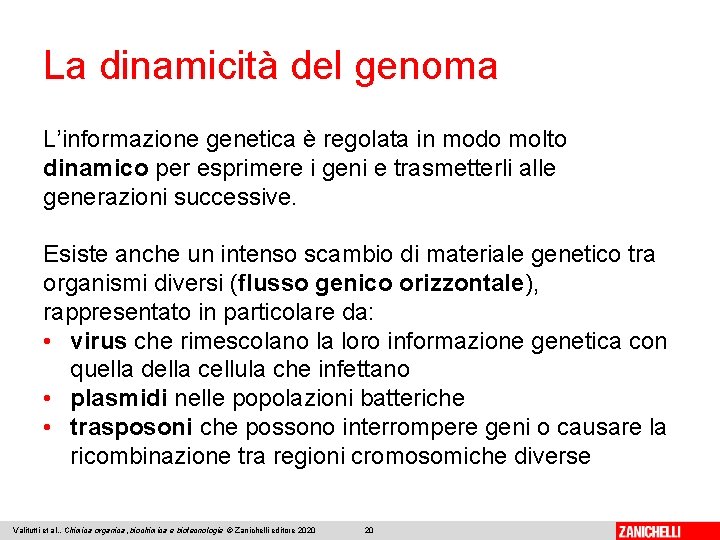 La dinamicità del genoma L’informazione genetica è regolata in modo molto dinamico per esprimere