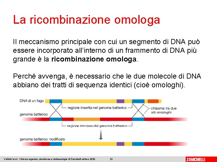 La ricombinazione omologa Il meccanismo principale con cui un segmento di DNA può essere