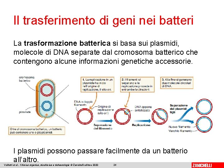 Il trasferimento di geni nei batteri La trasformazione batterica si basa sui plasmidi, molecole