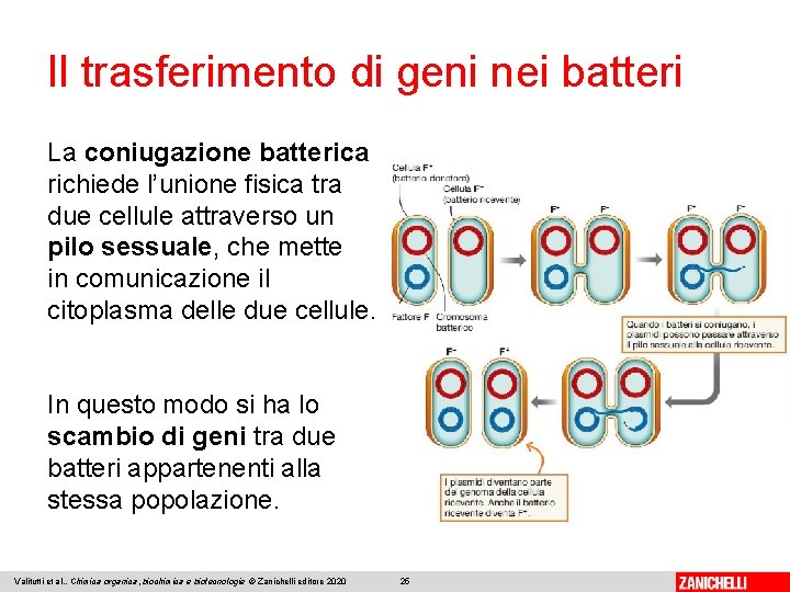 Il trasferimento di geni nei batteri La coniugazione batterica richiede l’unione fisica tra due