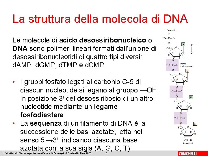 La struttura della molecola di DNA Le molecole di acido desossiribonucleico o DNA sono