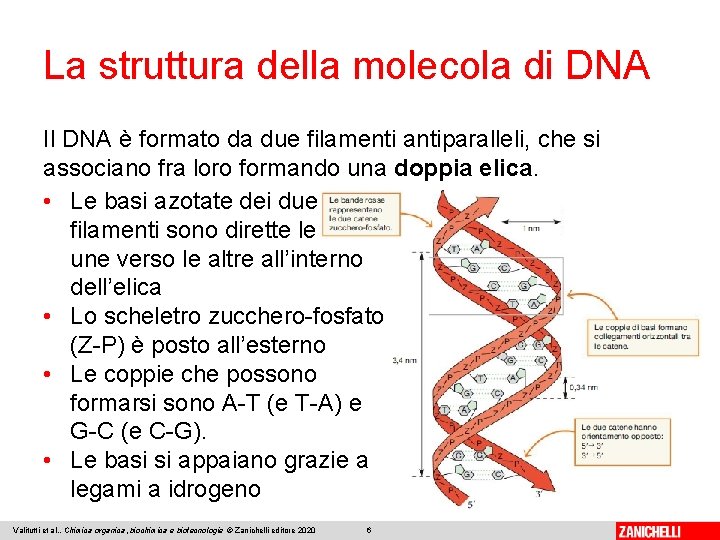 La struttura della molecola di DNA Il DNA è formato da due filamenti antiparalleli,