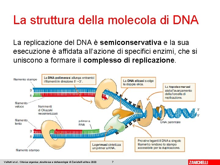 La struttura della molecola di DNA La replicazione del DNA è semiconservativa e la