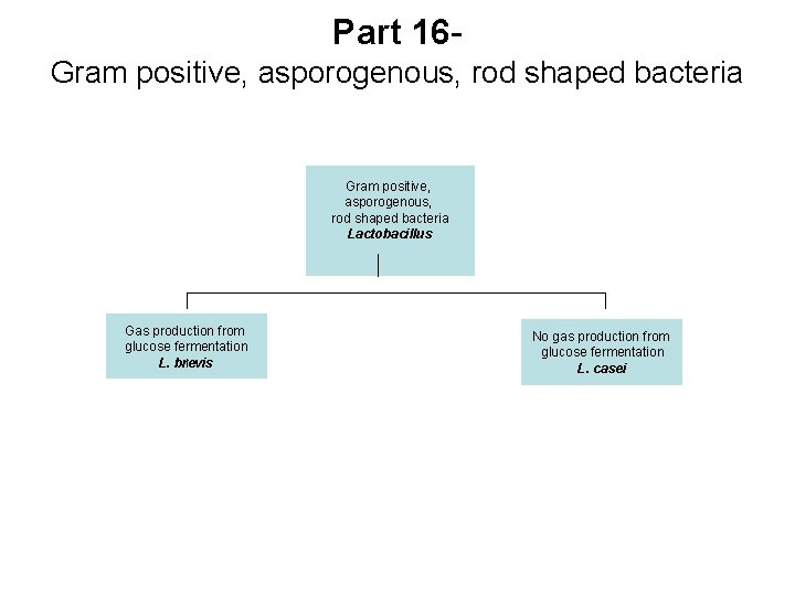 Part 16 Gram positive, asporogenous, rod shaped bacteria Lactobacillus Gas production from glucose fermentation