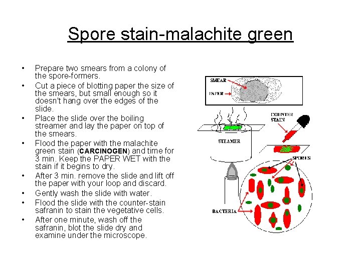 Spore stain-malachite green • • Prepare two smears from a colony of the spore-formers.