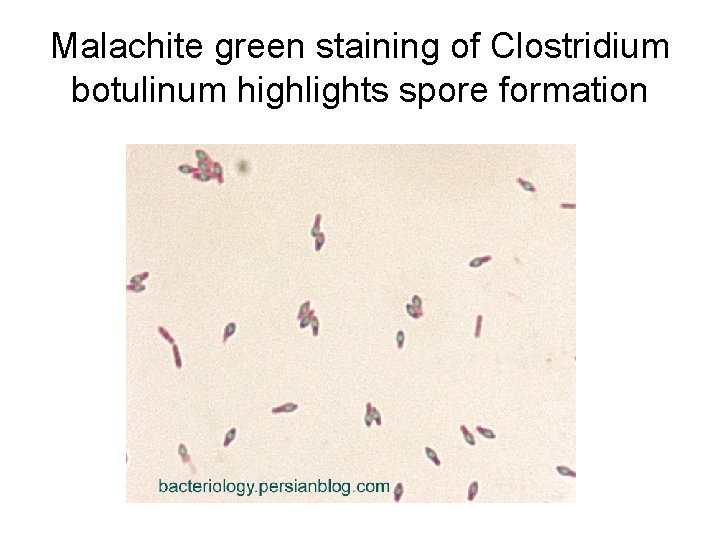 Malachite green staining of Clostridium botulinum highlights spore formation 