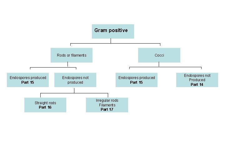 Gram positive Cocci Rods or filaments Endospores produced Part 15 Straight rods Part 16