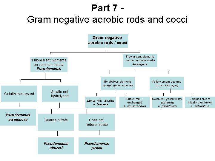 Part 7 Gram negative aerobic rods and cocci Gram negative aerobic rods / cocci