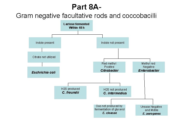 Part 8 AGram negative facultative rods and coccobacilli Lactose fermented Within 48 h Indole