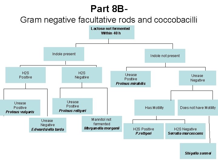 Part 8 BGram negative facultative rods and coccobacilli Lactose not fermented Within 48 h