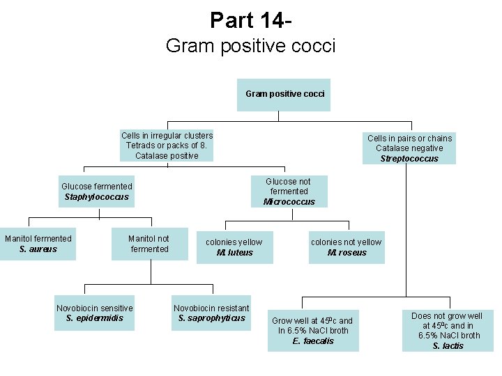 Part 14 Gram positive cocci Cells in irregular clusters Tetrads or packs of 8.