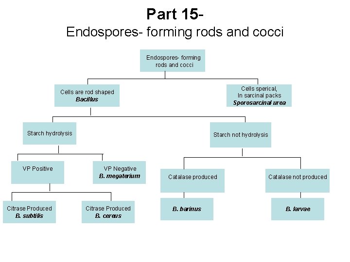 Part 15 Endospores- forming rods and cocci Cells sperical, In sarcinal packs Sporosarcinal urea