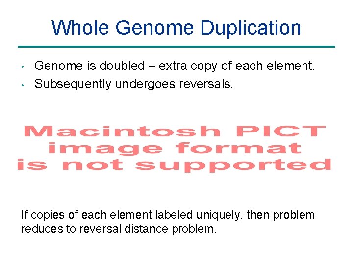 Whole Genome Duplication • • Genome is doubled – extra copy of each element.