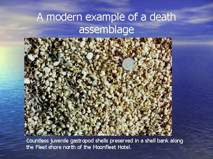 Fossil Assemblages Life and Death Assemblages An early