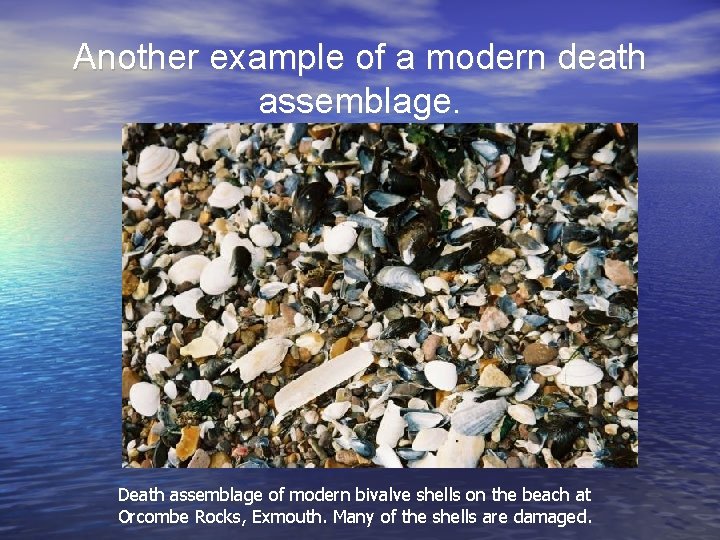 Another example of a modern death assemblage. Death assemblage of modern bivalve shells on