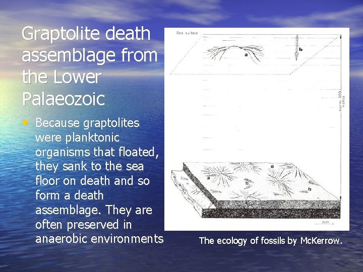 Graptolite death assemblage from the Lower Palaeozoic • Because graptolites were planktonic organisms that