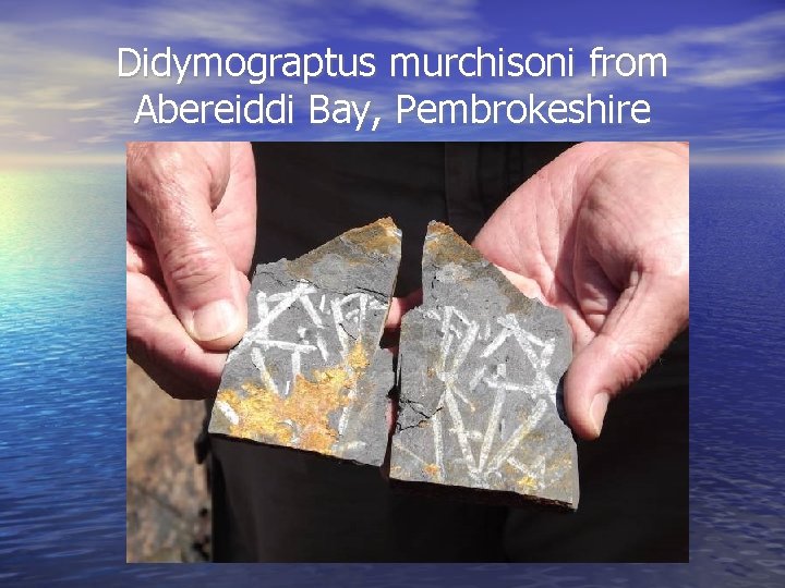 Didymograptus murchisoni from Abereiddi Bay, Pembrokeshire 