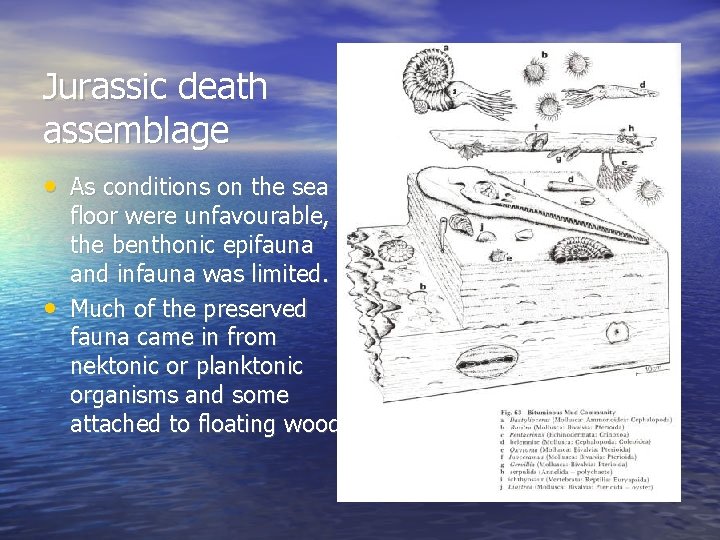 Jurassic death assemblage • As conditions on the sea • floor were unfavourable, the