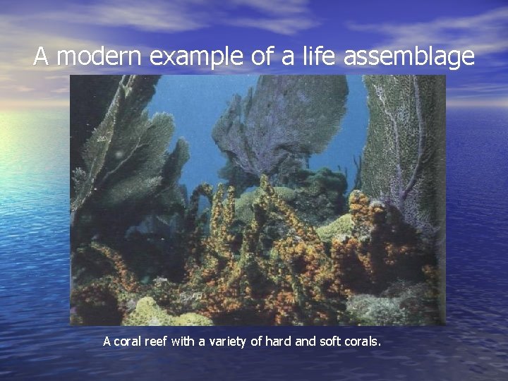 A modern example of a life assemblage A coral reef with a variety of