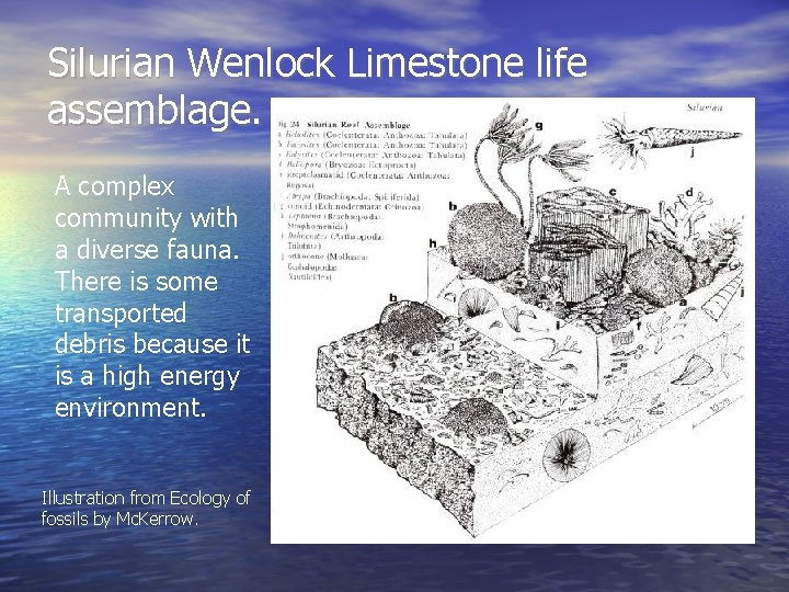 Silurian Wenlock Limestone life assemblage. A complex community with a diverse fauna. There is