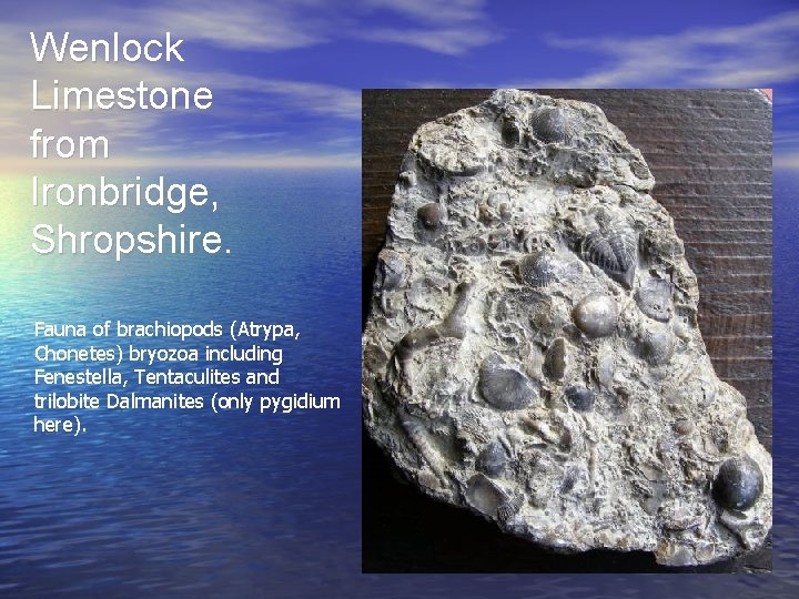 Wenlock Limestone from Ironbridge, Shropshire. Fauna of brachiopods (Atrypa, Chonetes) bryozoa including Fenestella, Tentaculites