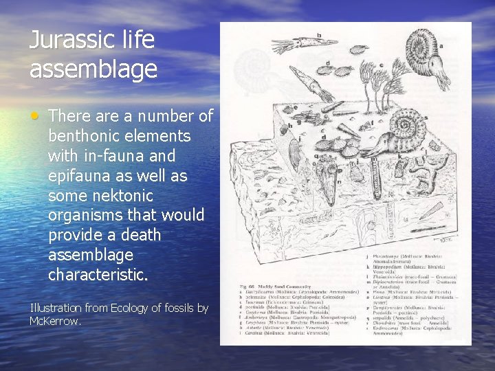 Jurassic life assemblage • There a number of benthonic elements with in-fauna and epifauna