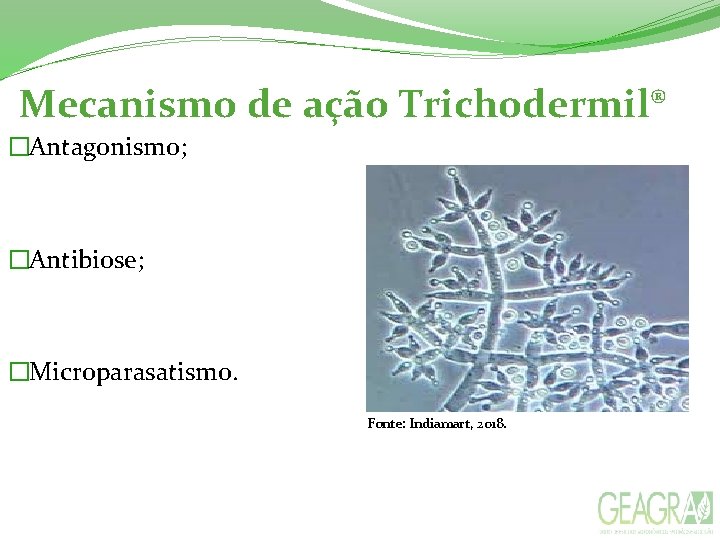  Mecanismo de ação Trichodermil® �Antagonismo; �Antibiose; �Microparasatismo. Fonte: Indiamart, 2018. 