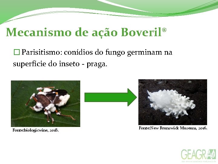  Mecanismo de ação Boveril® � Parisitismo: conídios do fungo germinam na superfície do