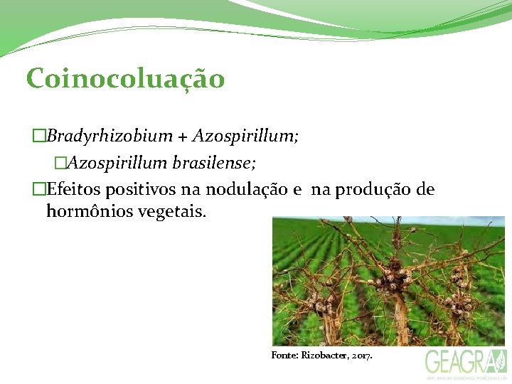 Coinocoluação �Bradyrhizobium + Azospirillum; �Azospirillum brasilense; �Efeitos positivos na nodulação e na produção de