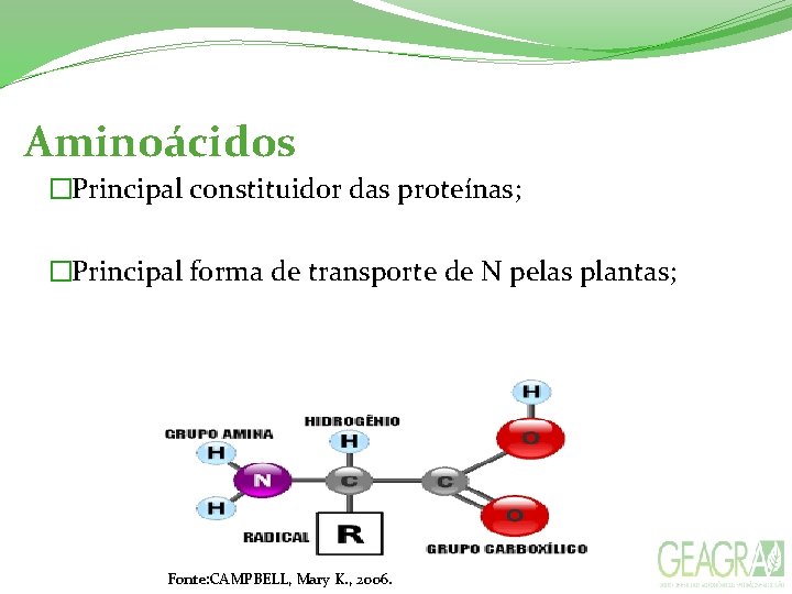 Aminoácidos �Principal constituidor das proteínas; �Principal forma de transporte de N pelas plantas; Fonte:
