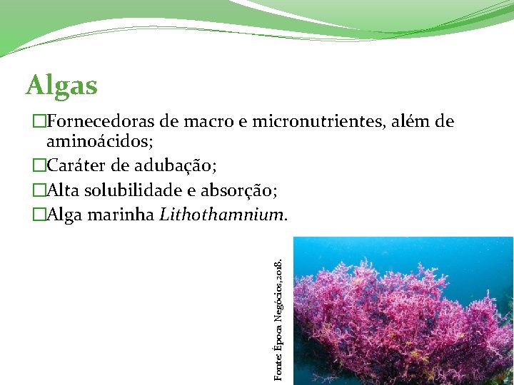 Algas Fonte: Época Negócios, 2018. �Fornecedoras de macro e micronutrientes, além de aminoácidos; �Caráter