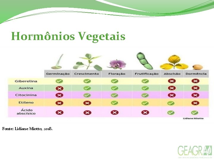 Hormônios Vegetais Fonte: Lidiane Miotto, 2018. 