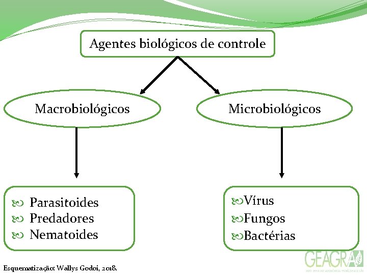 Agentes biológicos de controle Macrobiológicos Parasitoides Predadores Nematoides Esquematização: Wallys Godoi, 2018. Microbiológicos Vírus