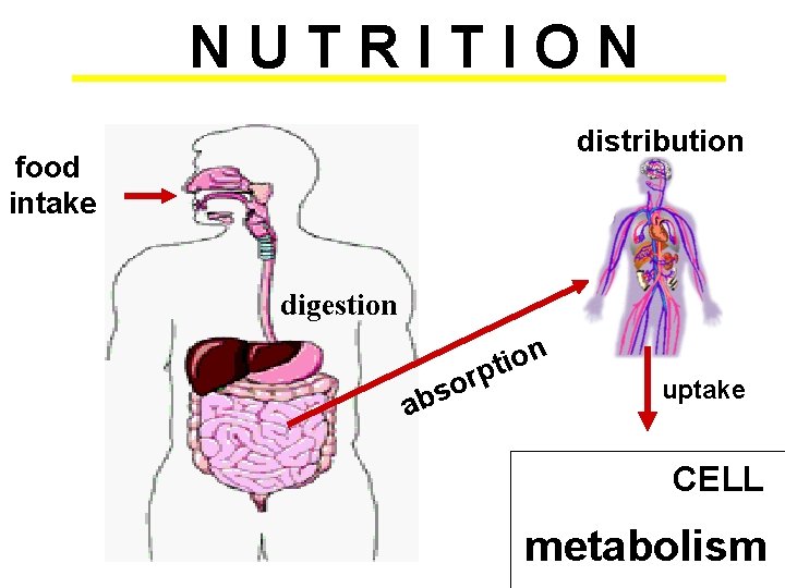 NUTRITION distribution food intake digestion r o s ab n o i pt uptake