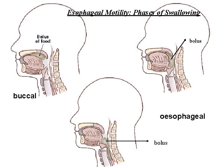 Esophageal Motility: Phases of Swallowing. bolus buccal oesophageal bolus 