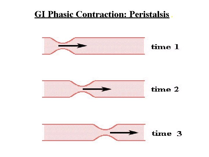 GI Phasic Contraction: Peristalsis. 