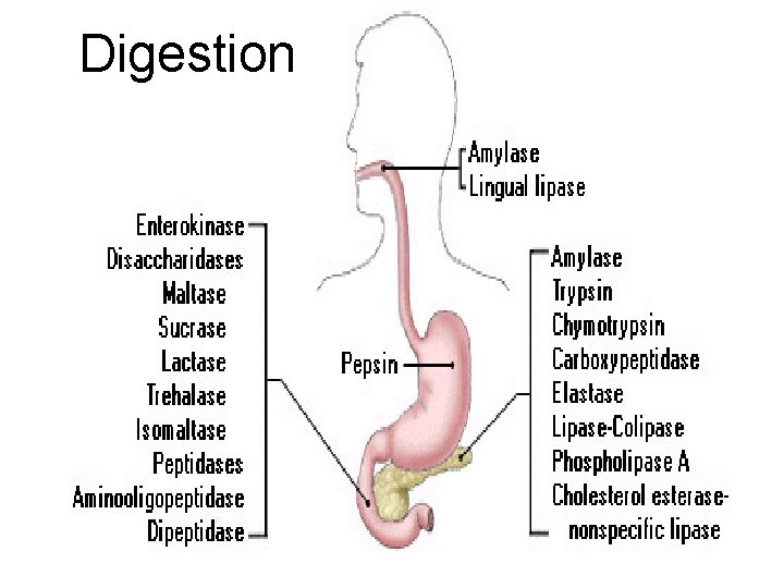 Digestion 