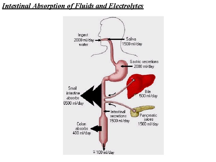 Intestinal Absorption of Fluids and Electrolytes 